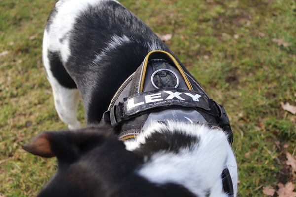 Persoonlijk naamlabel op Julius-K9 hondentuig